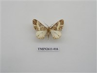 藏品(尺蛾128)的圖片